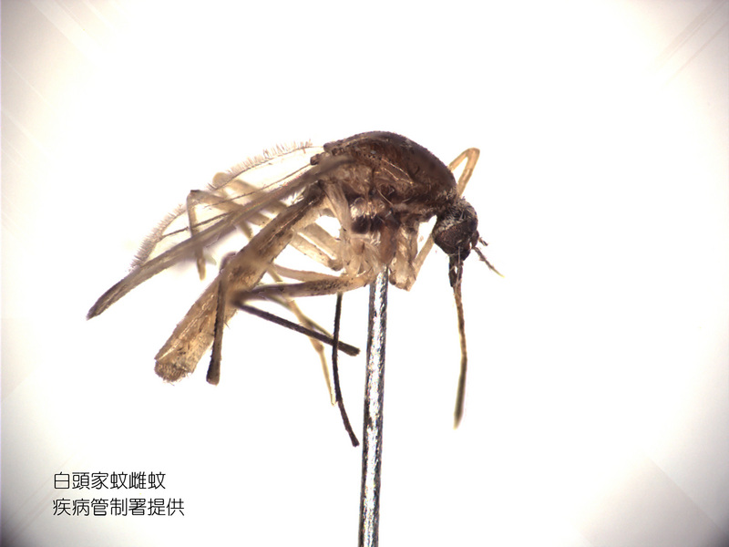 疾管署疫情中心副主任李佳琳表示，國內今年累計3例日本腦炎病例，較去年同期來的高，目前疫情呈上升趨勢。（疾管署提供）