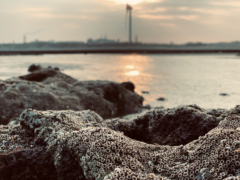 三接再外推 經部公布研究：影響海床不到2%且還有利藻礁。（搶救大潭藻礁行動聯盟提供）