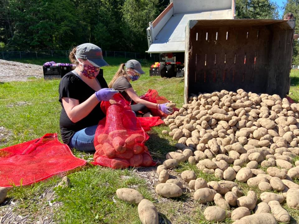 志工們合力分裝馬鈴薯再送往食物銀行。(EastWest Food Rescue FB)