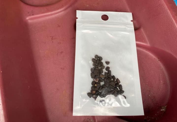 繼美國多州民眾傳出收到疑似來自中國的不明種子包裹之後，加拿大也傳出有人收到可疑種子包裹。 (圖:取自臉書)