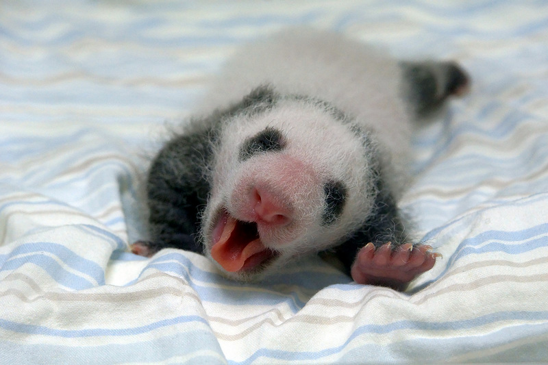 台北市立動物園5日表示，大貓熊是天生捲舌高手，「圓仔妹」跟爸爸、媽媽和姊姊一樣，時不時就會露出可愛的小舌頭，12日齡就能看到牠喝奶時使出「捲舌功」。（台北市立動物園提供）