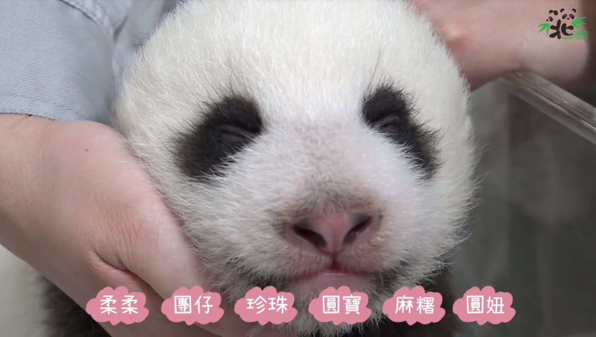 大貓熊寶寶圓仔妹命名進第二階段，台北市立動物園17日公布進入第二階段決選的6個名字。(圖：台北市立動物園)