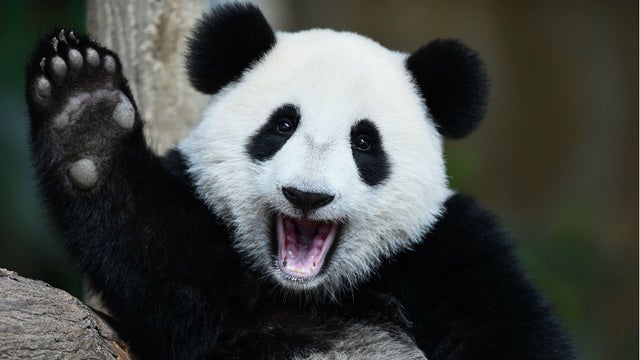 曾在美國華盛頓史密森尼國家動物園內生活23年的母大貓熊「美香」。(推特)