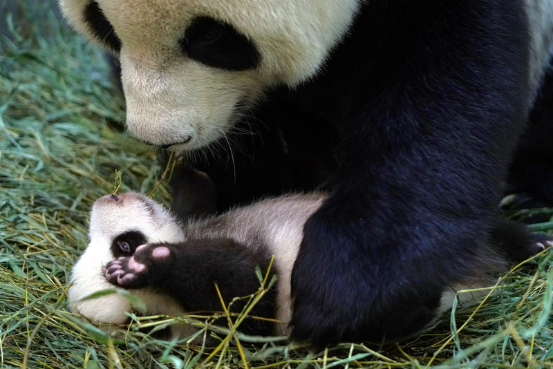 台北市立動物園30日將為大貓熊「團團」、「圓圓」舉辦聯合生日趴，並公布「圓仔妹」名字票選結果。圖為媽媽「圓圓」呵護小女兒「圓仔妹」。（台北市立動物園提供）