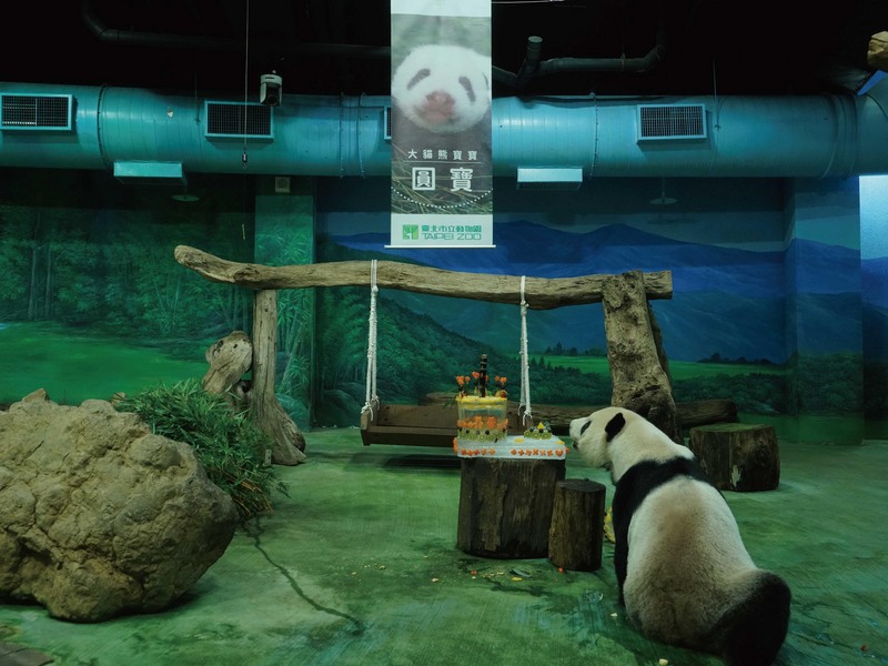 台北市立動物園30日宣布，新生大貓熊寶寶正式命名為「圓寶」，同時為大貓熊「團團」和「圓圓」歡慶16歲生日。（台北市立動物園提供）