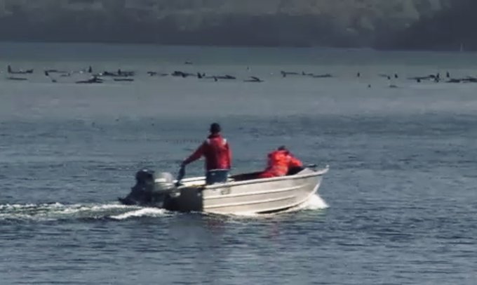 救援人員22日成功救出約25頭擱淺在澳洲地處偏遠塔斯馬尼亞港口沙洲的領航鯨，希望未來幾天能救出更多擱淺鯨魚。(圖取自推特)
