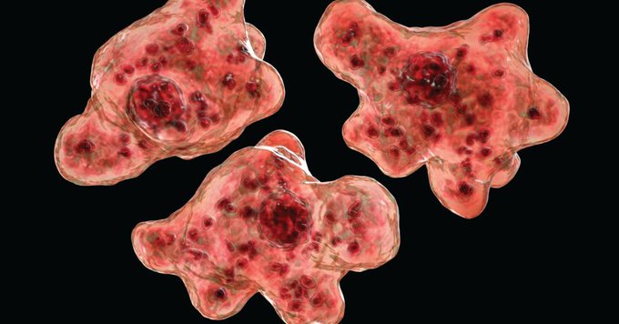 食腦微生物福氏內格里蟲(Naegleria fowleri)。(圖取自推特)