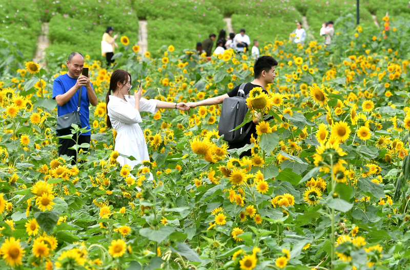 圖為旅客前往福州花海公園欣賞盛開的向日葵。（圖:中央社檔案照片）