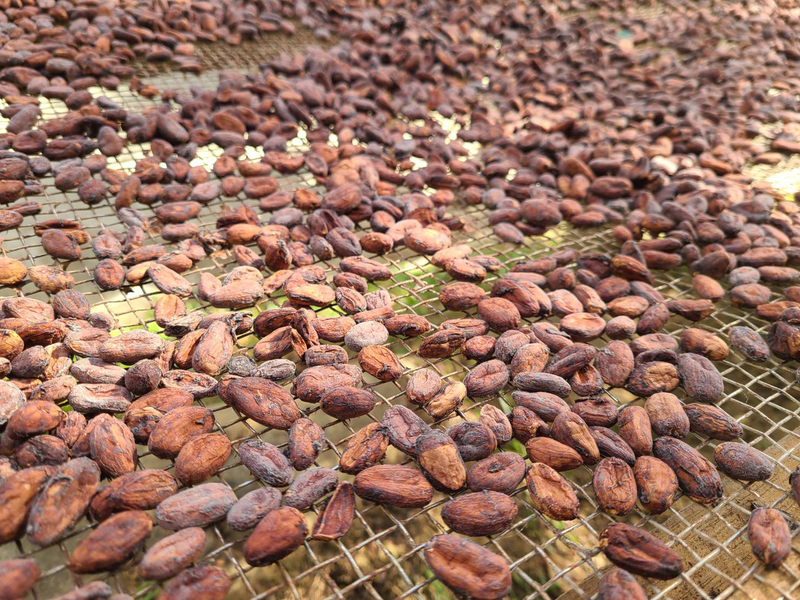 可可豆大戰暫告段落， 象牙海岸解除賀喜集團永續計畫中止令。(示意圖 /中央社)