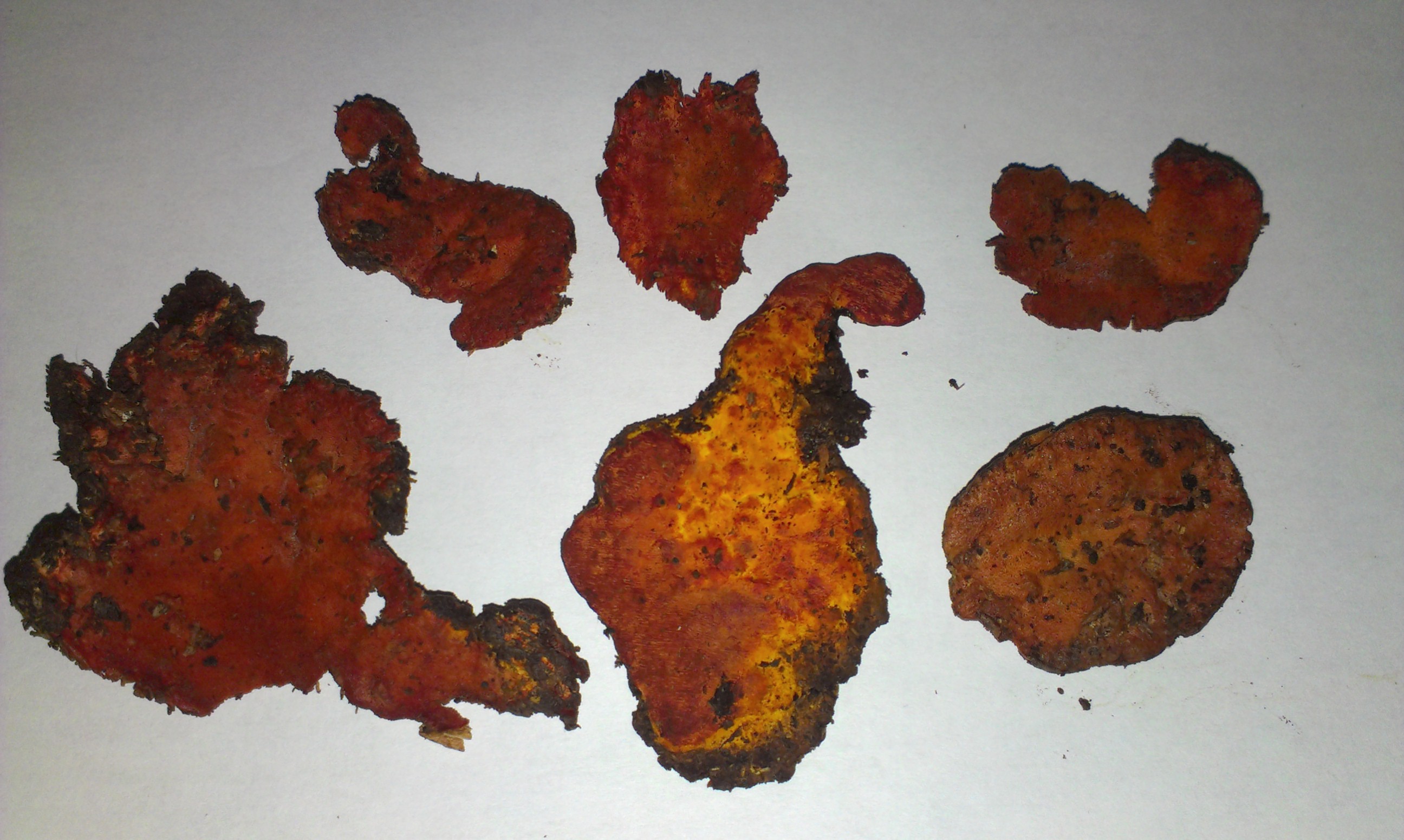 近年寄生於牛樟木頭的牛樟芝(Androdia cinnamomea)，在醫藥保健的需求量大，價格昂貴，牛樟木為牛樟芝椴木培養的原料，造成牛樟木材需求量大增。(圖：維基)