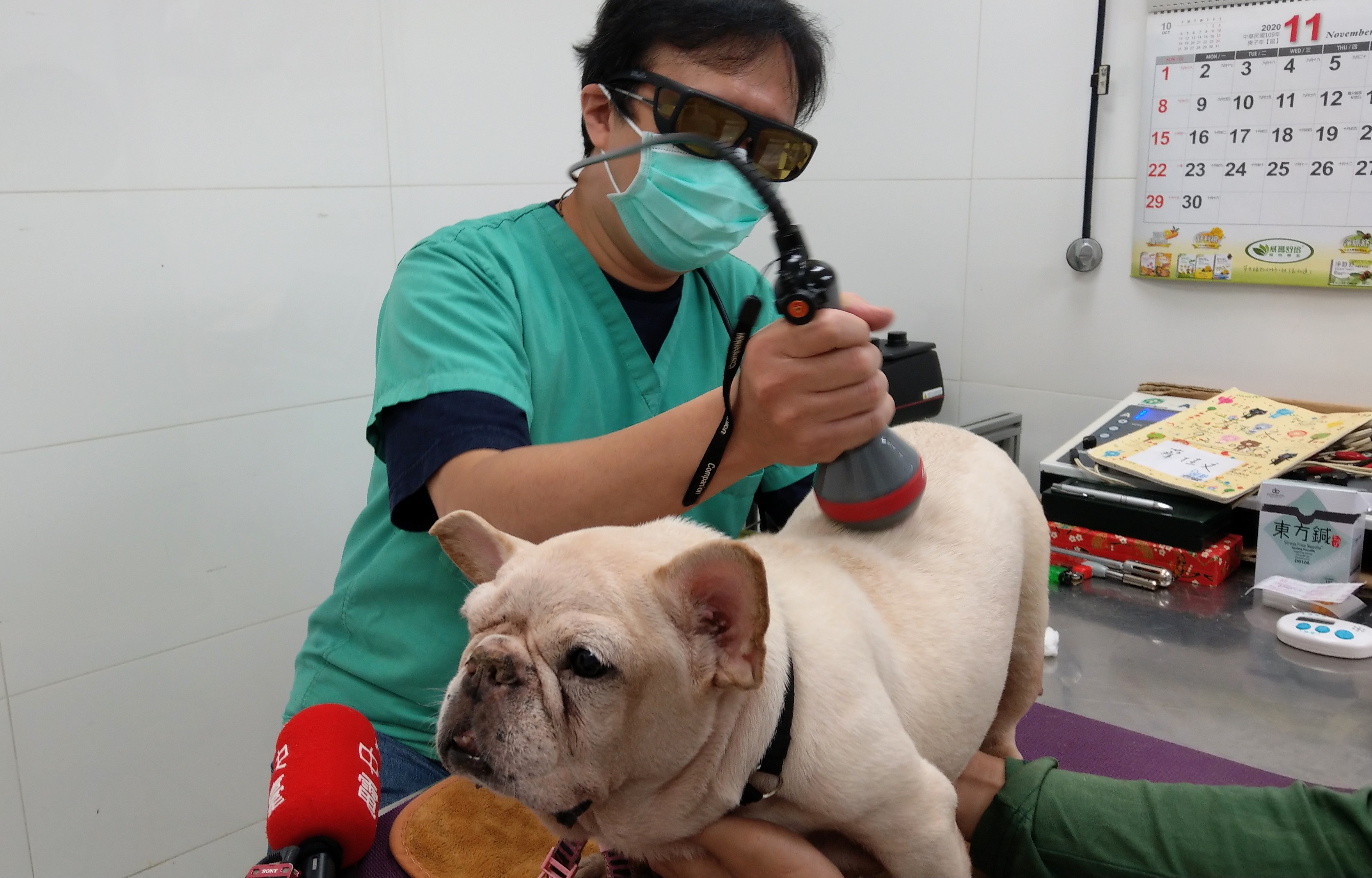 高齡法鬥「ViVi」進行雷射治療。(劉品希 攝)