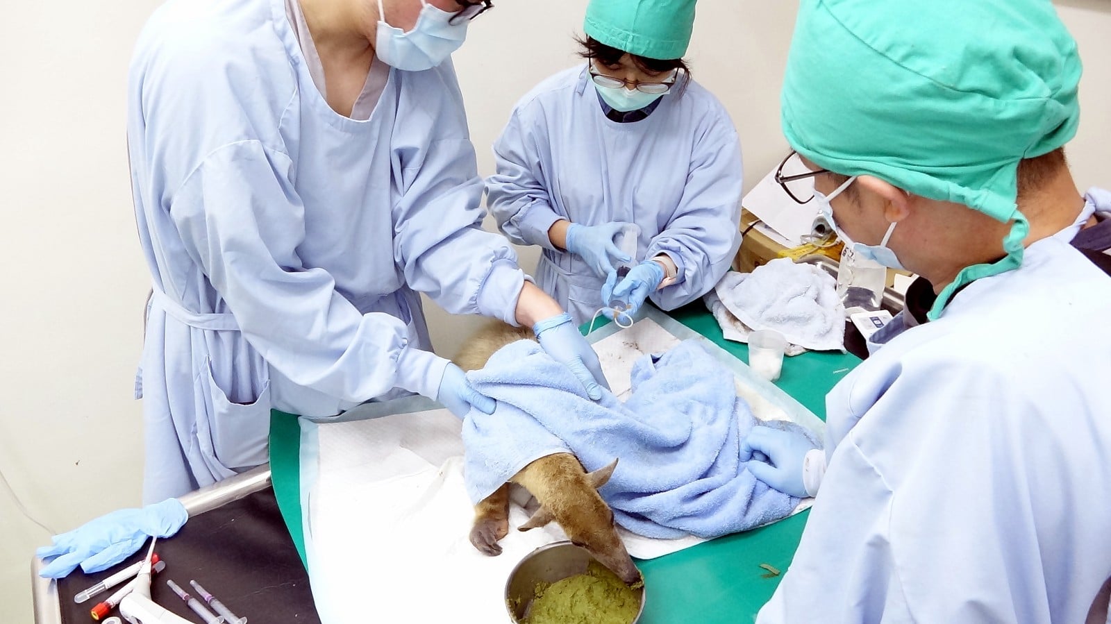 逃脫三個月的小食蟻獸媽媽「小紅」找到了，台北市立動物園獸醫人員小心檢查牠的身體狀況。(台北市立動物園提供)