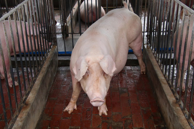 台灣動物防疫有成，農委會2023年推動台灣朝羊痘、豬瘟非疫區邁進 。圖為台灣豬農所圈養豬隻。(中央社)