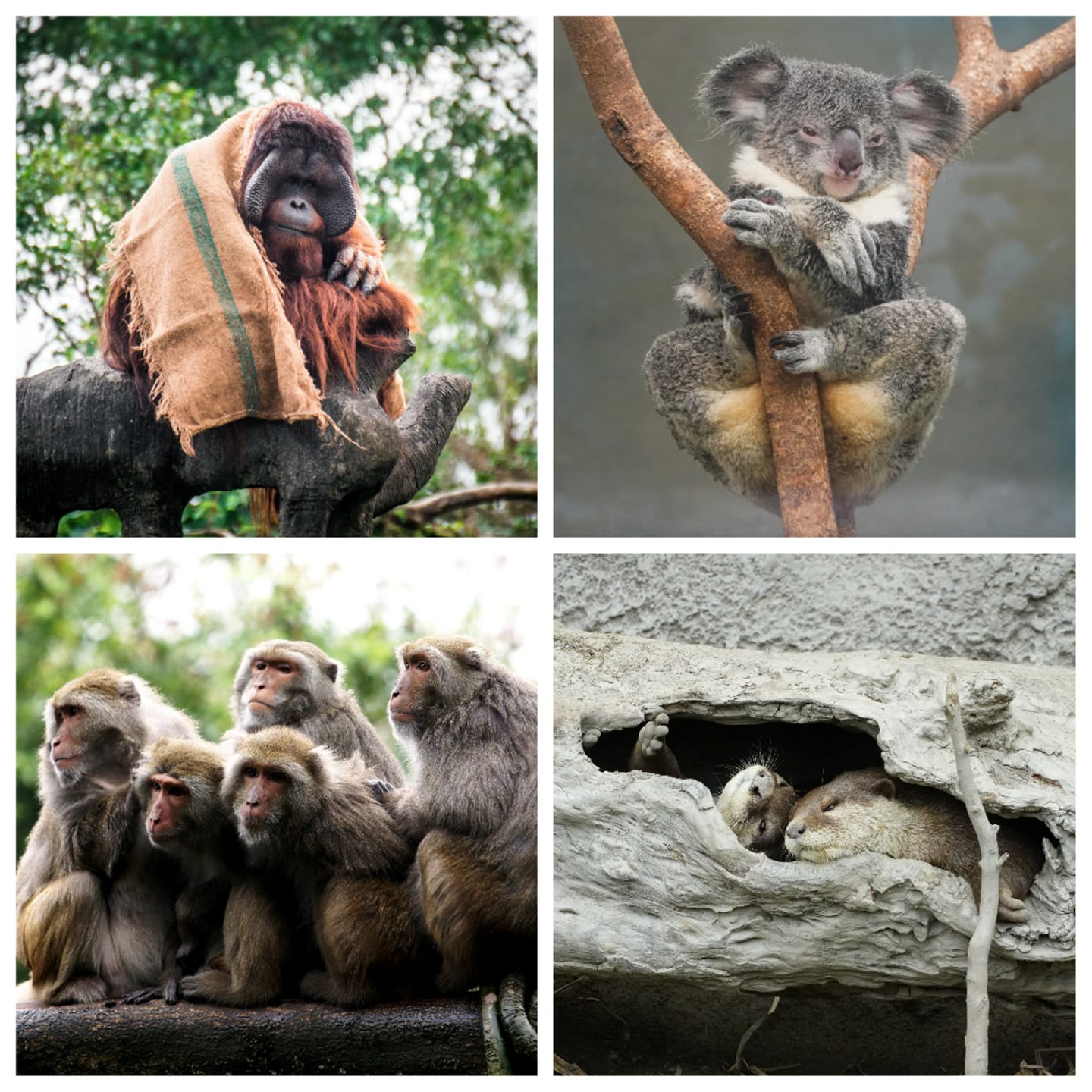 寒流來襲氣溫急凍，動物園內的動物禦寒也各有撇步。(台北市立動物園提供)