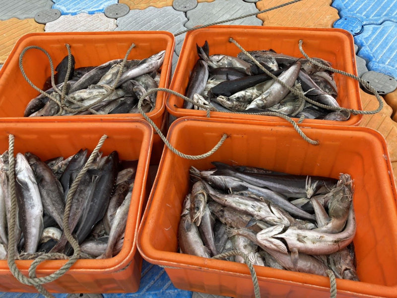 寒流一波接一波，造成澎湖馬公菜園箱網所飼養的海鱺凍死，澎湖縣政府11日實地會勘後，初步確認災損達70%，寒害受損仍持續查估。（澎湖農漁局提供）(圖：中央社)