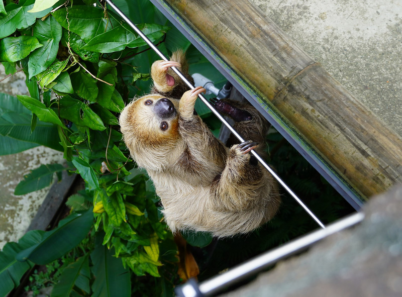 台北市立動物園的二趾樹獺住在穿山甲館，近來有遊客目睹其中一隻翻到步道上，笑稱是「翹家」。（台北市立動物園提供） (圖：中央社)