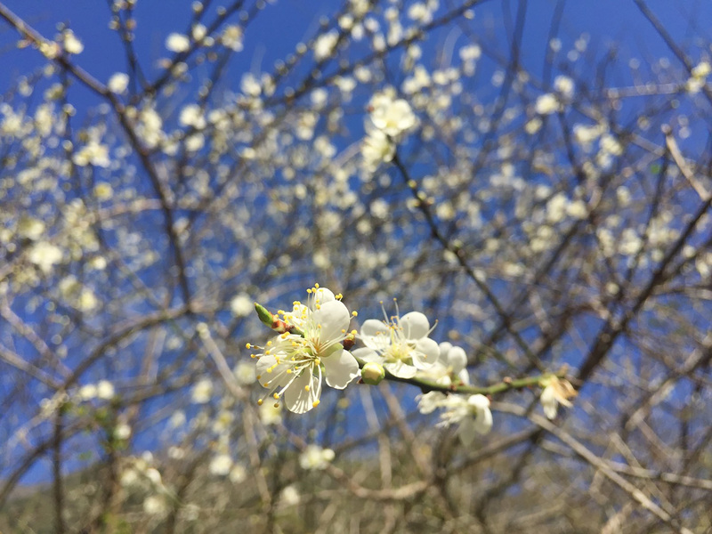 中央氣象局表示，22日高溫在24到27度之間。圖為布洛灣遊憩區梅花盛開美景。（太魯閣國家公園管理處提供）