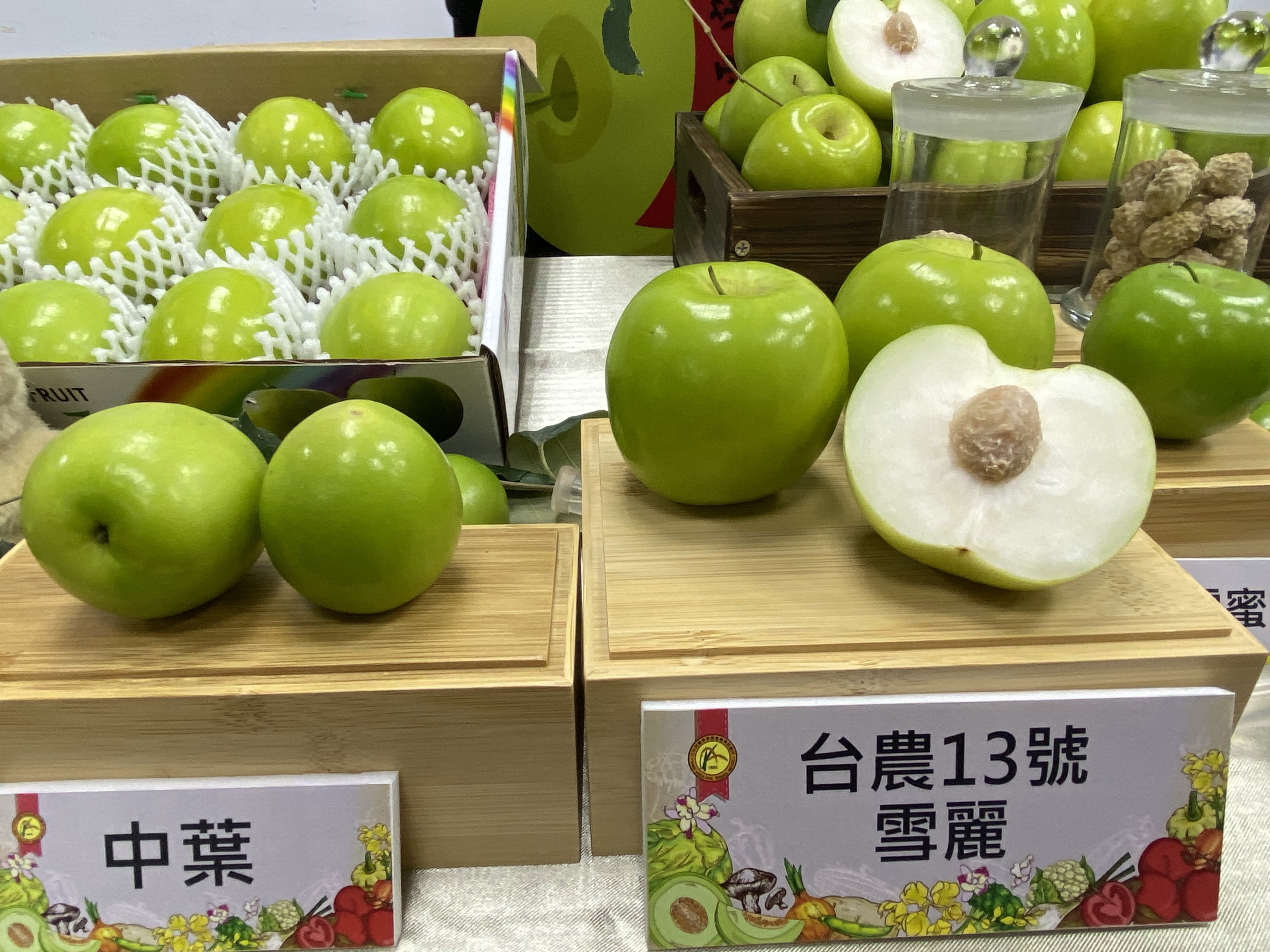 農試所新品種蜜棗「雪麗」，大果育成率高達8成，有著小蘋果般的可愛吸睛外型。(圖／陳林幸虹 攝)
