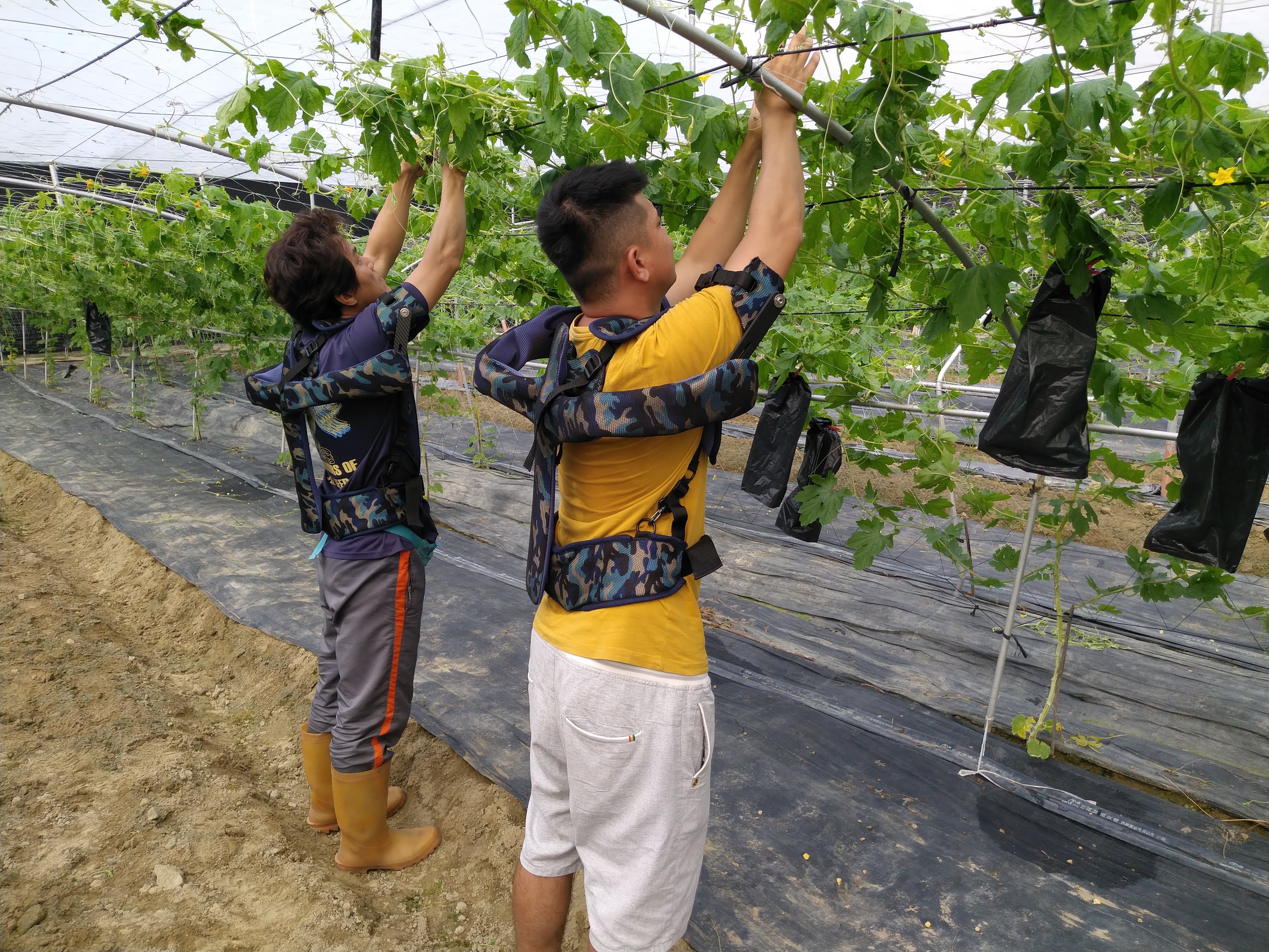 農委會和學界合作，開發「農用穿戴式省力機具」，就像游泳時手臂綁浮球的效果，撐住農民手臂，減少肌力消耗，讓「鋼鐵農夫」也能變軟Q。(圖／農委會提供)