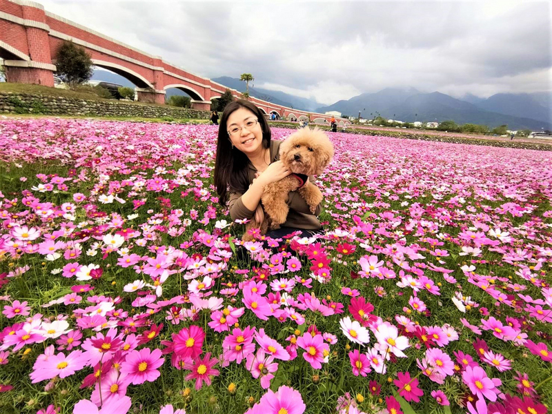 台東縱谷鹿野鄉瑞隆村二層坪水圳旁，約20公頃的波斯菊正盛開。 (圖：中央社)