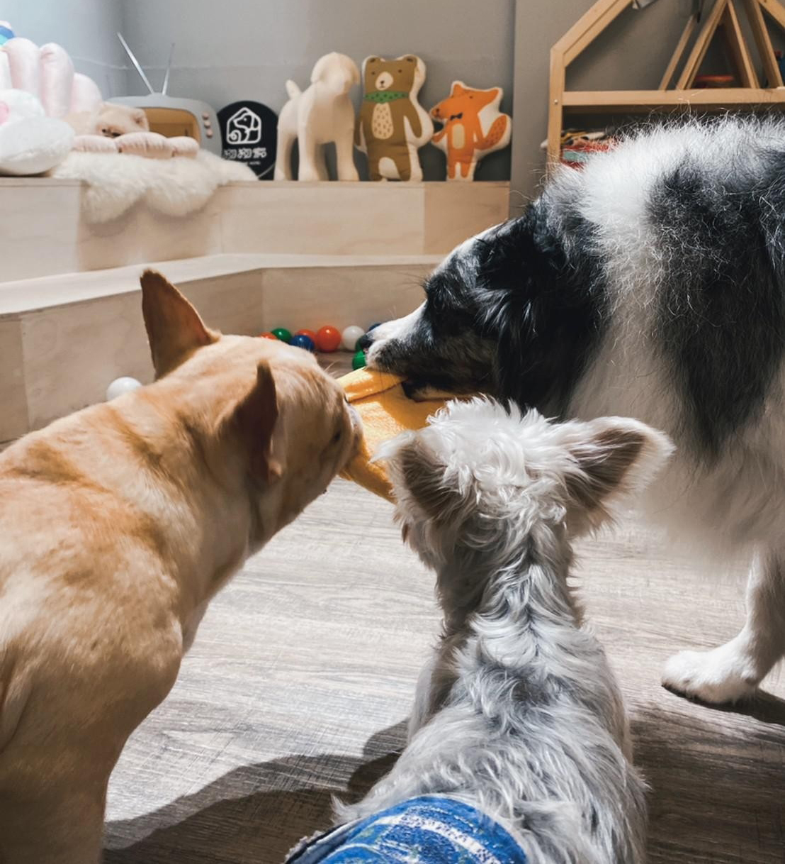 民眾過年瘋國旅，毛小孩也迎來「旅遊旺季」。(寵物旅館「狗狗家」提供)
