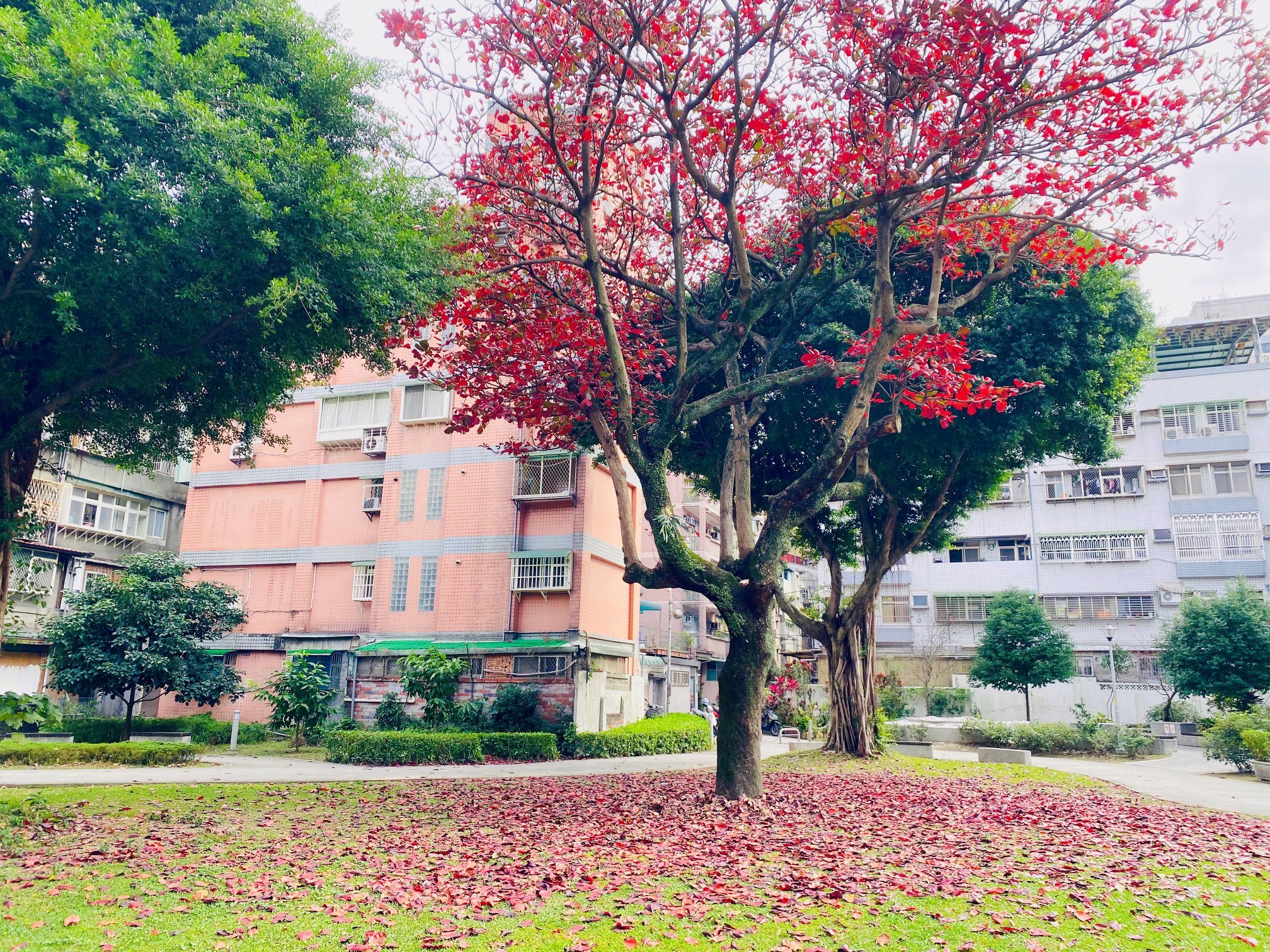 廢棄國軍帳務中心變身為樂活共生實驗基地，園區一株欖仁樹因季節更迭、葉色變化，成為社區民眾最愛的景點之一。(樂活共生實驗基地 x 好窩聚空間實驗計畫臉書)