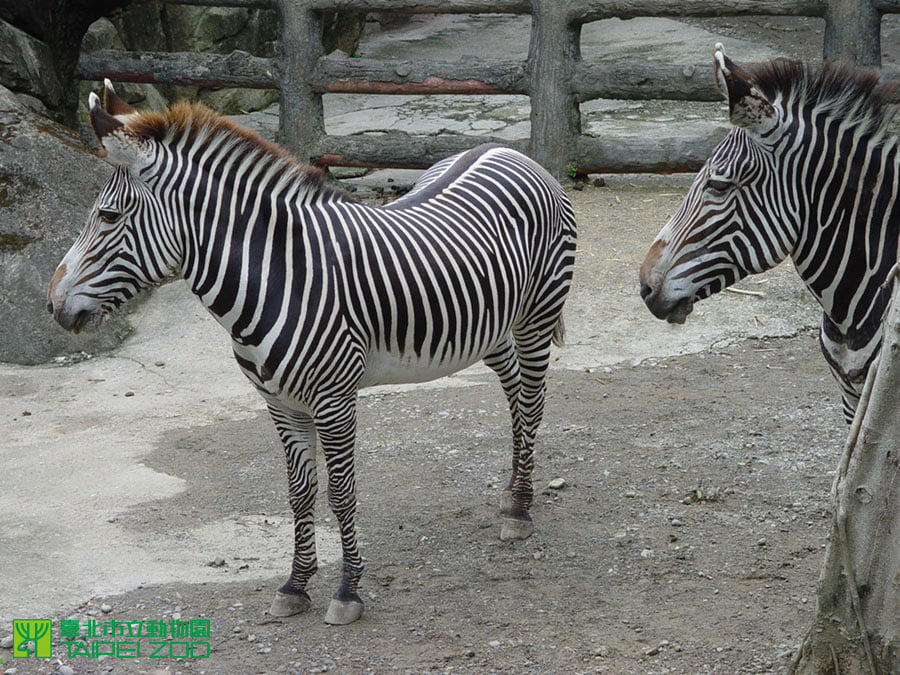 北市、京都市動物園簽署合作協定，將引進瀕危「格列威斑馬」來台。(資料照片／台北市立動物園提供)