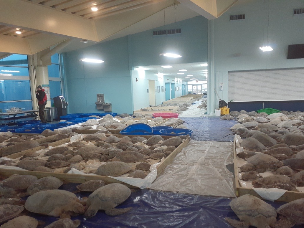 動物保護組織「海龜公司」志工和野生動物保育人員本週在美國德州最南端的南帕德瑞島拯救2600多隻被凍昏的海龜。(圖：海龜公司臉書)