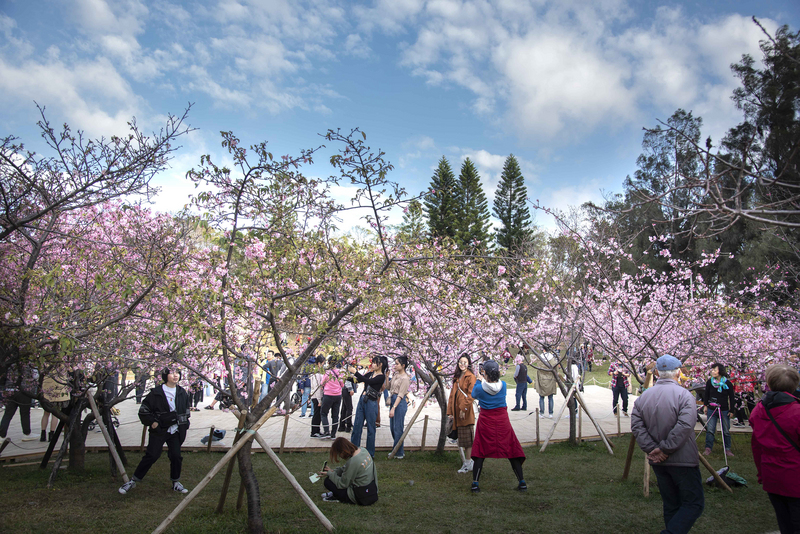 立春過後進入櫻花季，新竹市長林智堅推薦民眾到新竹市新竹公園、汀甫圳與新竹左岸賞櫻，並提醒民眾賞櫻同時也須留意防疫。（新竹市政府提供） (圖：中央社)