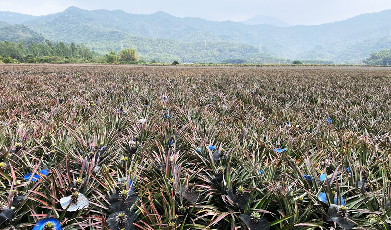 圖為110年2月17日屏東萬巒一處一望無際的鳳梨田。 (圖：中央社)