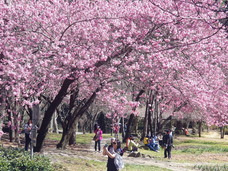 武陵農場櫻花季疏運管制將於3月1日結束，民眾把握連假期間前往，武陵農場賞櫻人潮多。（武陵農場提供） (圖：中央社)
