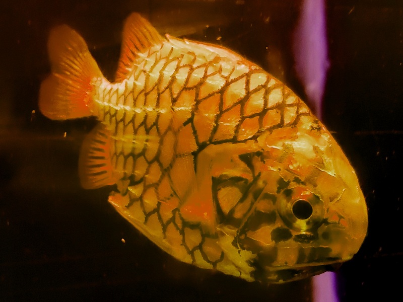 日本松毬魚頭大圓鈍，無鱗，體色呈橘黃色至黃色，各個鱗片具黑緣，頭及兩頜具有黑色條紋看似熟黃鳳梨的外觀，因此俗名又稱為「鳳梨魚」。（海生館提供） (圖：中央社)