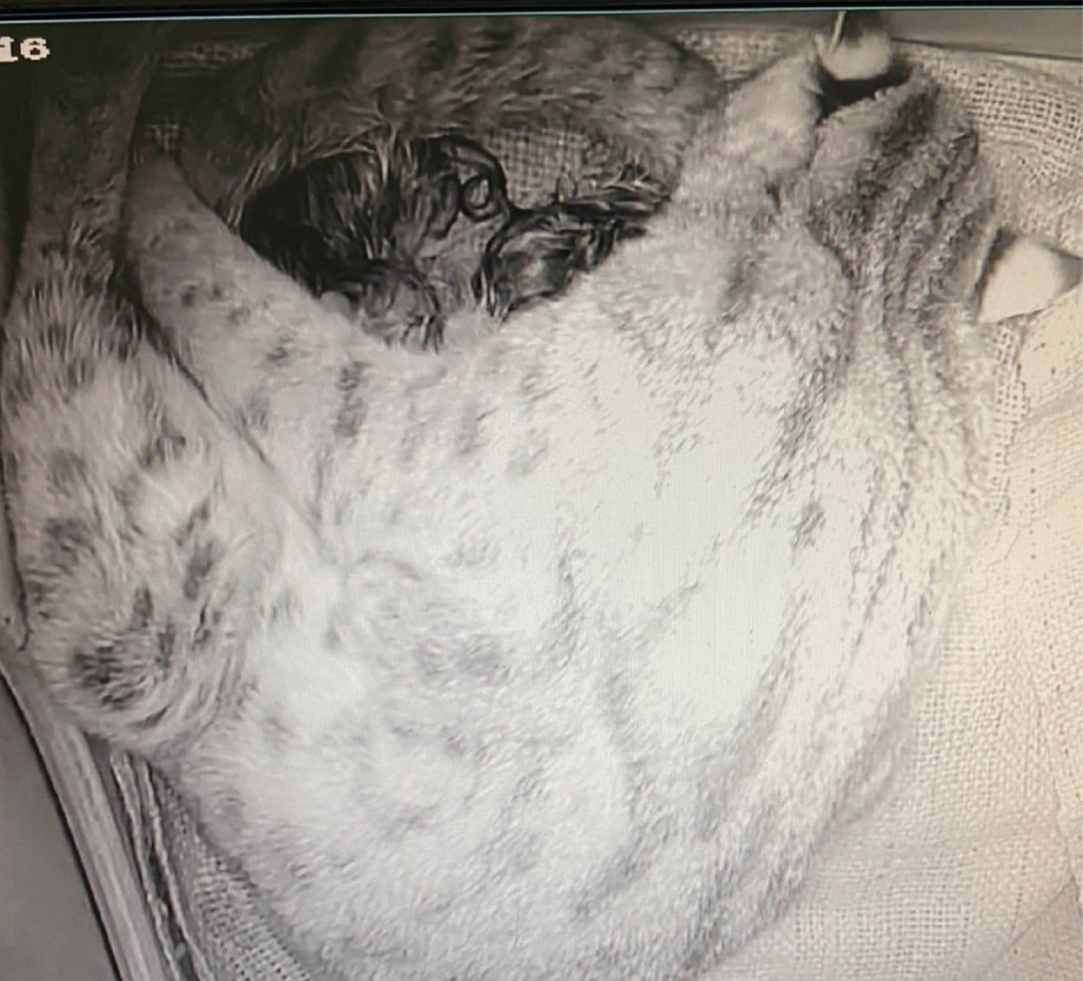 台北市立動物園收容照養的母石虎「平平」2日一口氣生下3隻新生石虎寶寶。(台北市立動物園提供)