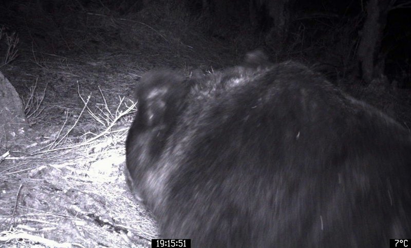 嘉明湖步道的向陽山屋附近23日晚間監測到1隻成年黑熊出沒，林務局台東林管處提醒登山民眾，隨身攜帶防熊噴霧器等護具。（台東林管處提供） (圖：中央社)