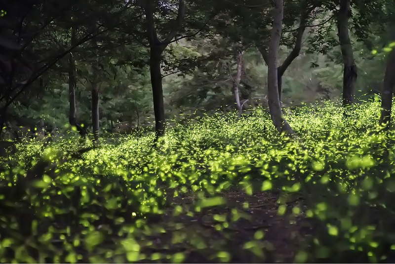 嘉義縣阿里山區4至6月是最佳賞螢時節，阿里山管理處25日公布賞螢地圖，推薦10處賞螢秘境。圖為里佳部落螢火蟲。（阿里山管理處提供） (圖：中央社)