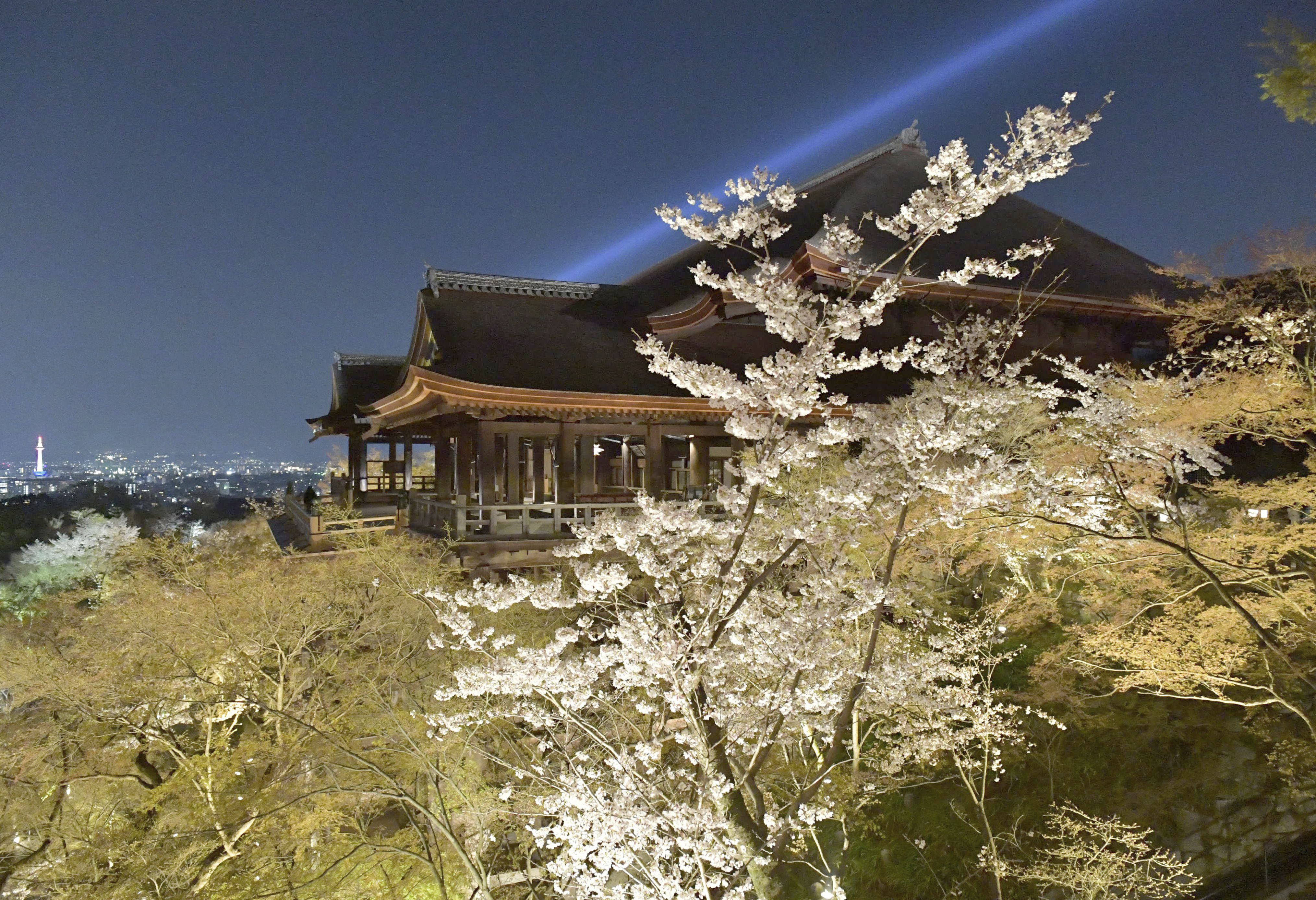 京都清水寺盛開的櫻花。(美聯社/達志影像)