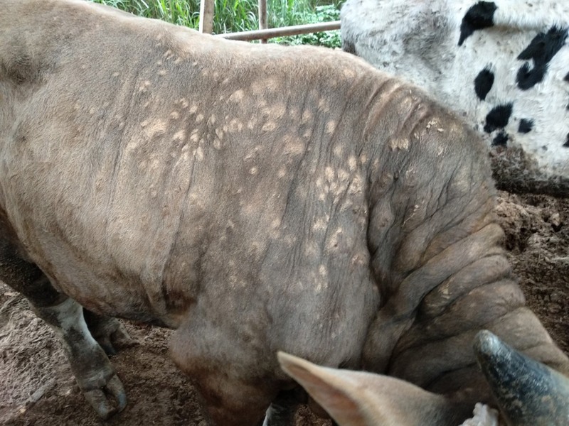 新北市林口區一肉牛場確診台灣本島首例牛結節疹，苗栗以北已完成疫苗注射。22日18萬劑採購疫苗抵台，27日全台完成施打。（新北市政府提供） (資料照片/中央社)
