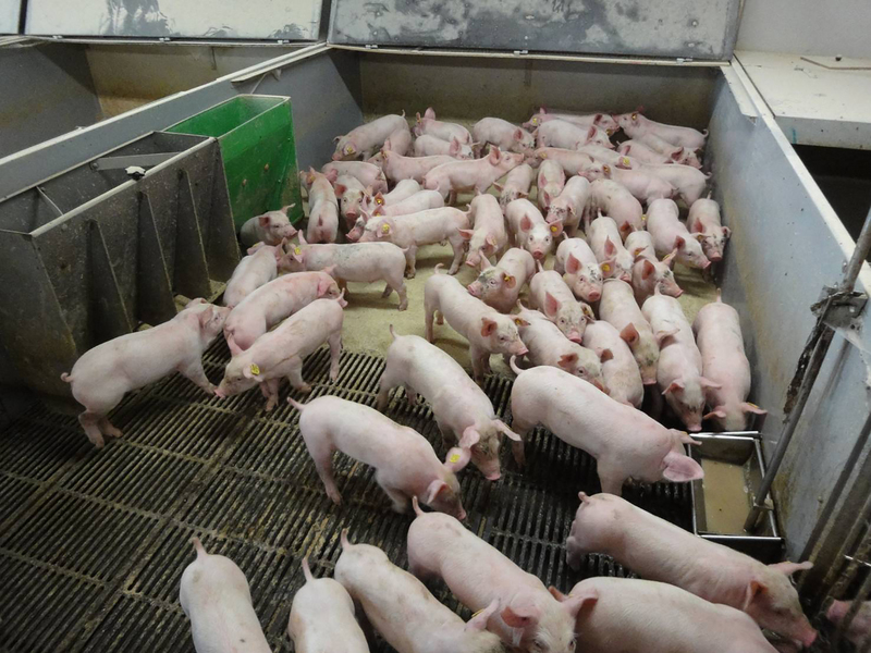 台灣豬肉外銷再傳捷報 獲准輸入新加坡。 (圖：中央社檔案照)