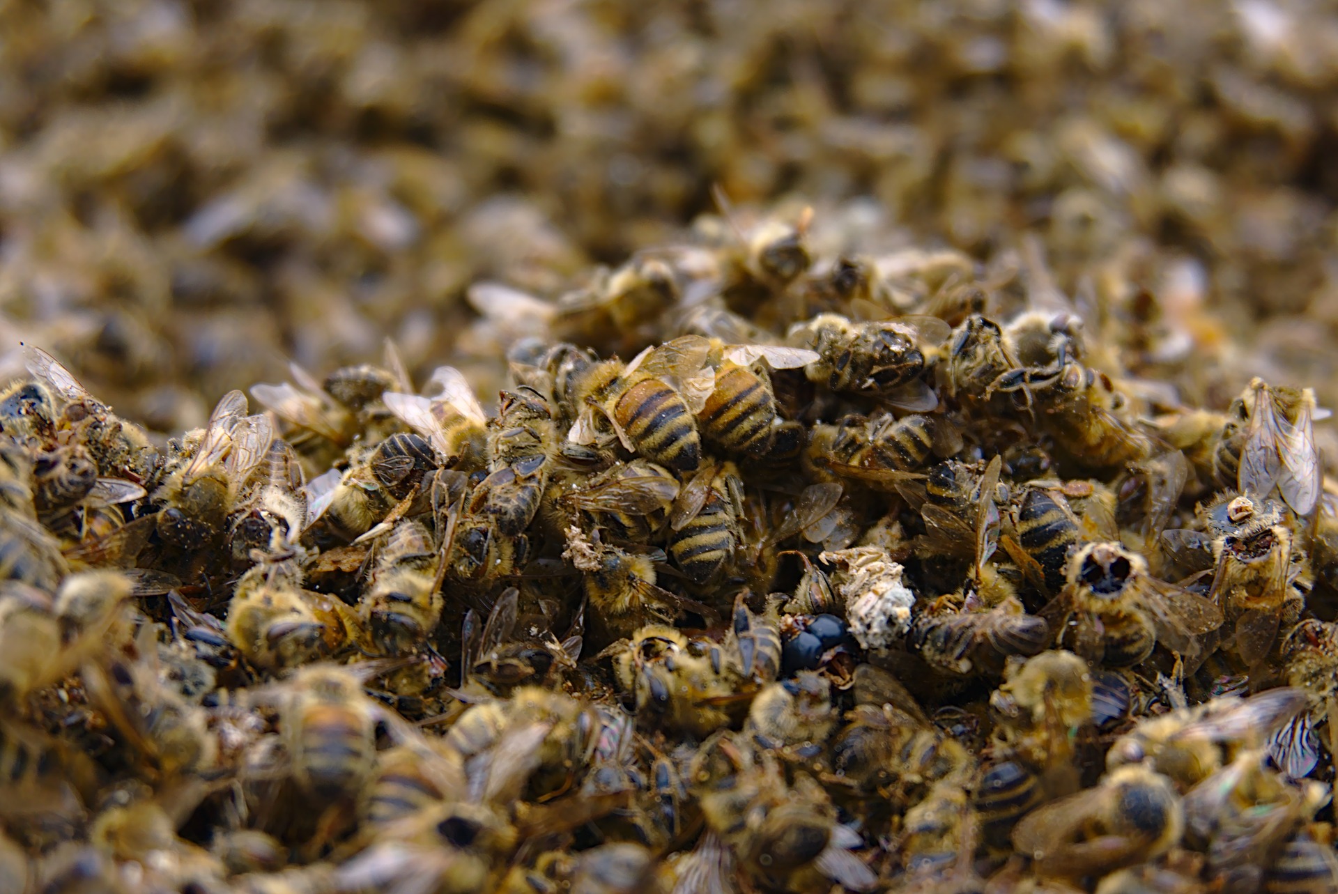 益達胺屬於一種稱為類尼古丁(neonicotinoids)的化學物質，被認為是造成全球蜂群萎縮的原因。示意圖。(pixabay圖庫)