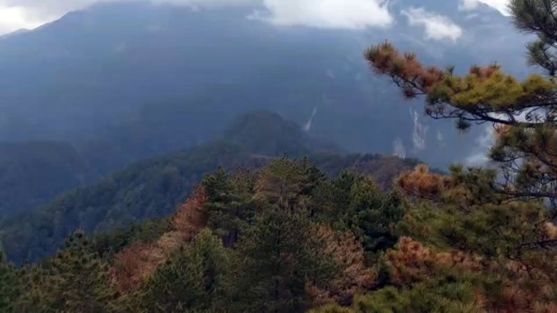 玉山八通關杜鵑營地（玉山事業區第52林班）一帶16日發生森林火災，經森林護管員地面滅火、直升機持續投水，26日下午6時確認火場未再冒煙。（嘉義林管處提供） (圖：中央社)