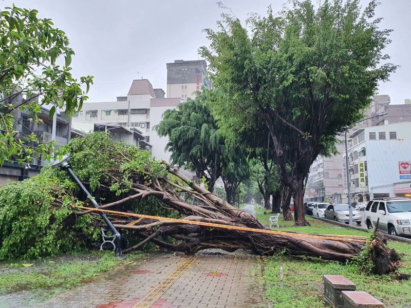 受到滯留鋒面影響，屏東縣雨量全台之冠，6日屏東市瑞光路林蔭大道的老榕樹在大雨中倒下。(資料照片／中央社)