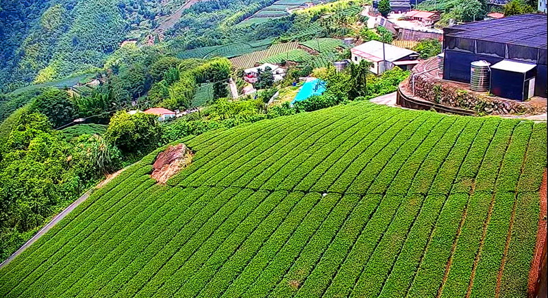 交通部觀光局阿里山國家風景區管理處在阿里山6個熱門景點架設24小時直播高畫質即時影像，只要上網觀看，茶園風光等美景就能盡收眼底。（阿里山管理處提供） (圖：中央社)