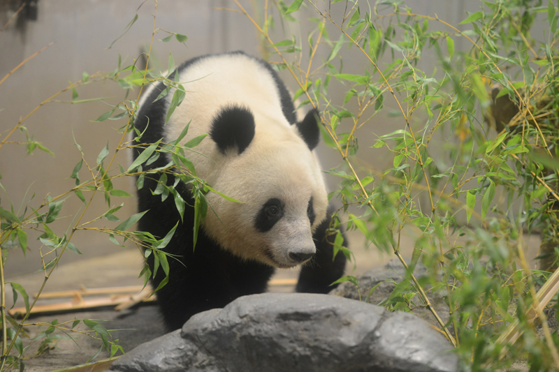 飼養在日本東京上野動物園的大貓熊香香。 (圖:上野動物園官網)