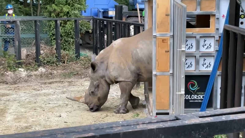 六福村動物園犀牛妹艾瑪遠嫁日本，抵達日本後就像個好奇寶寶，探索新環境。（六福旅遊集團提供） (圖：中央社)