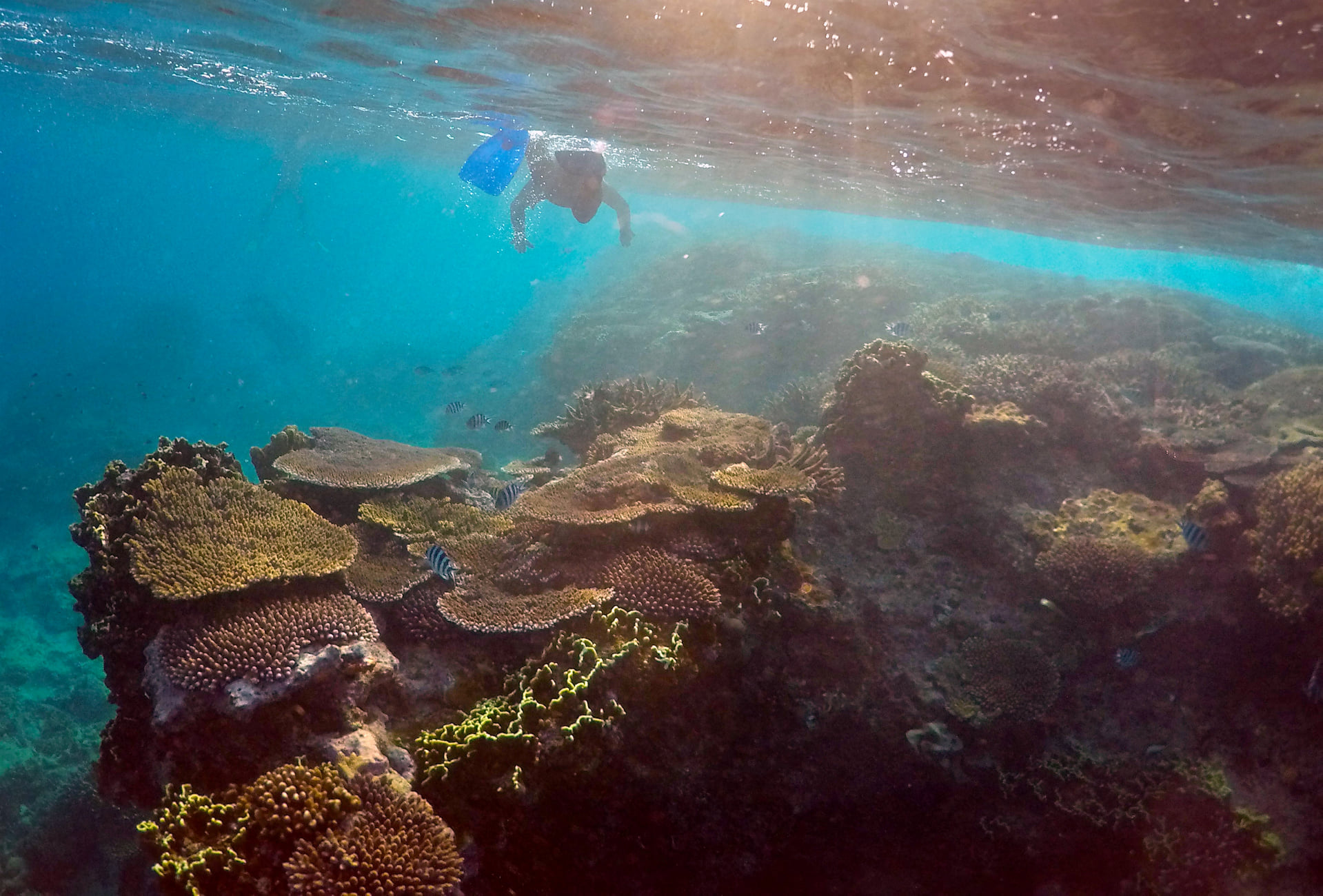 澳洲大堡礁(Great Barrier Reef) (路透社/達志影像)