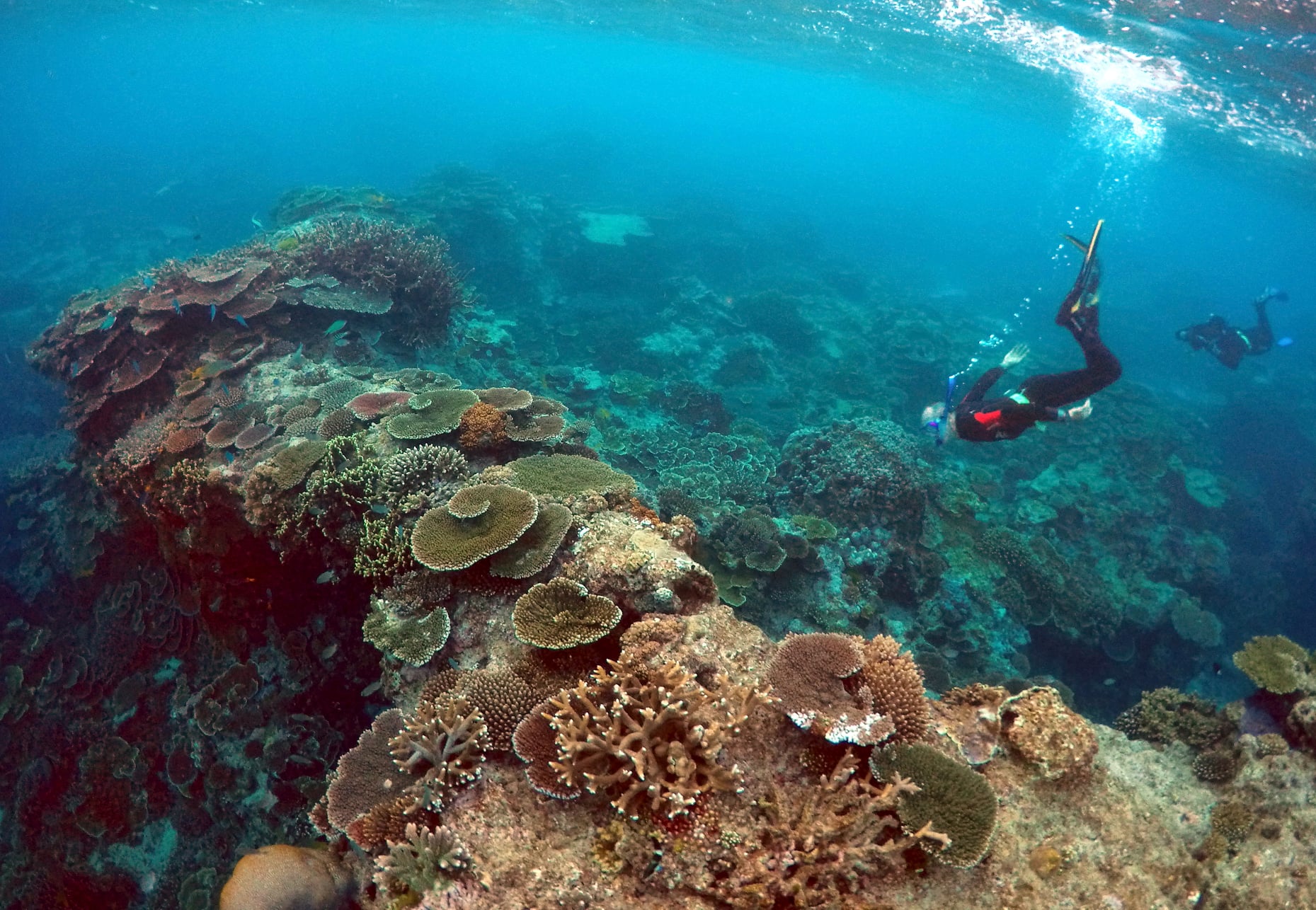 澳洲大堡礁(Great Barrier Reef) 。(路透社/達志影像)