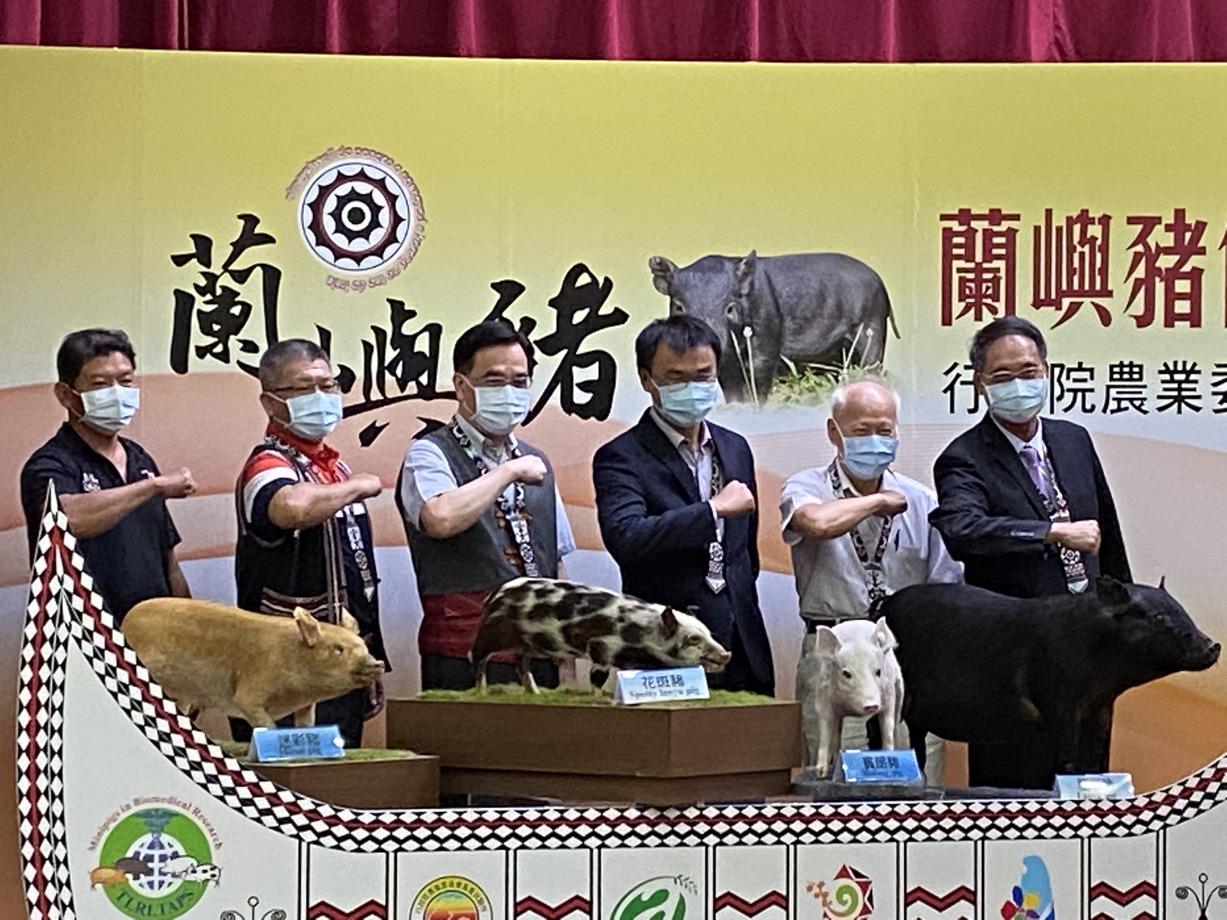 今年1月蘭嶼豬回流原生地，並於6月誕生第一代豬仔，目前都很健康，農委會也在3日舉行記者會，公布這項好消息。(圖／陳林幸虹 攝)