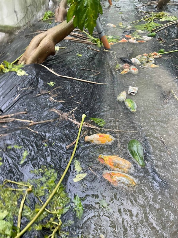 受8月上旬西南氣流豪雨影響，台灣多處淹水，也造成農業災情。圖為高雄主要受災農作物包括木瓜、龍眼等。（邱議瑩辦公室提供） (圖：中央社)