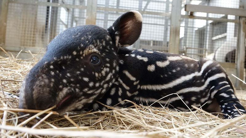 台北市立動物園舉辦「#貘法少女待命名」徵名活動，31日開始正式投票至9月3日，最終結果預計在9月4日公布。(圖：中央社)