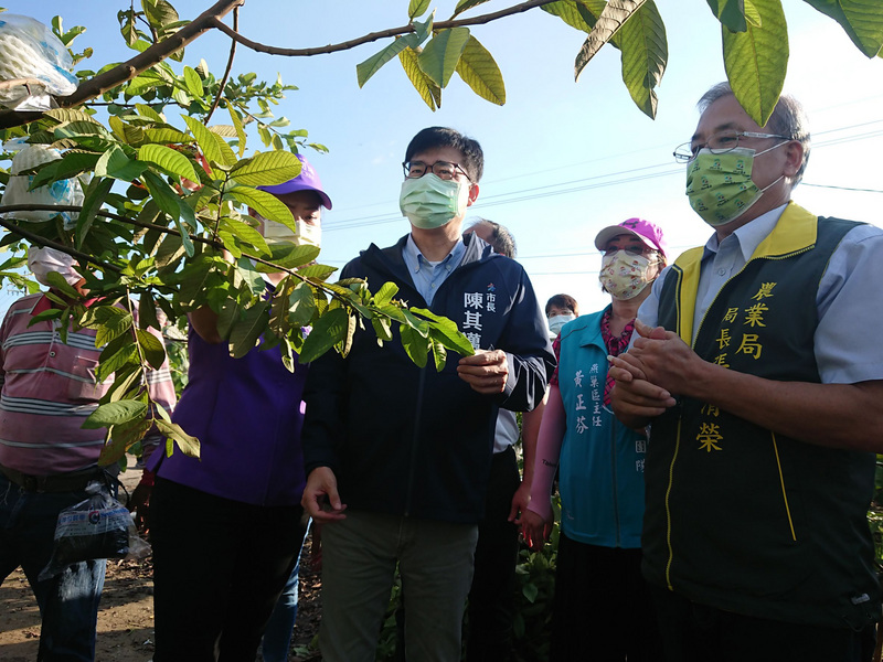 高雄市長陳其邁(中)19日表示，中國片面通知禁止水果輸入的做法極不友善，更不符合WTO規範。(資料照 / 高雄市農業局提供)